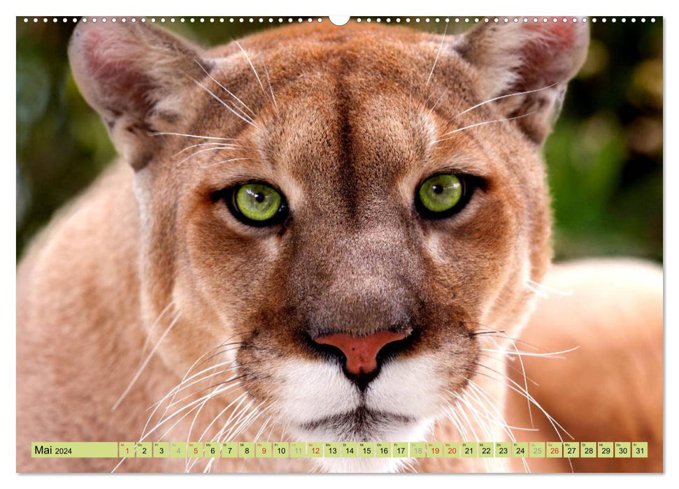 Tiere Schau mir in die Augen (CALVENDO Premium Wandkalender 2024)