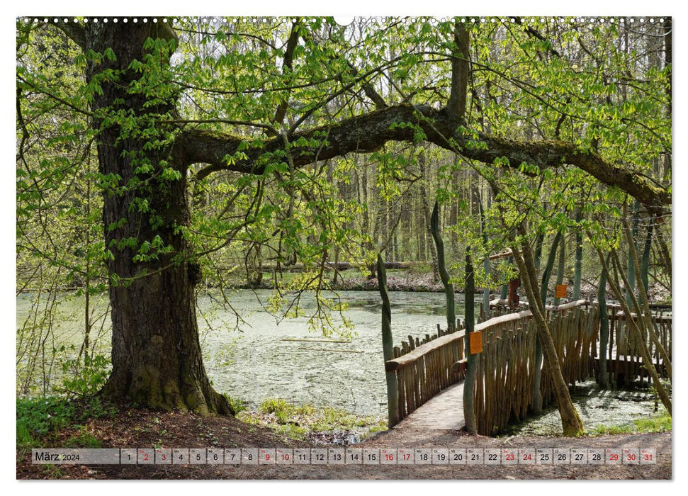 Le Hainich en Thuringe - Patrimoine naturel mondial (Calvendo Premium Wall Calendar 2024) 