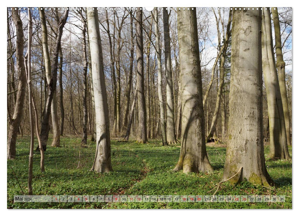 Le Hainich en Thuringe - Patrimoine naturel mondial (Calvendo Premium Wall Calendar 2024) 