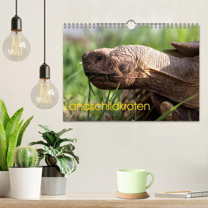 Tortues (Calendrier mural CALVENDO 2024) 