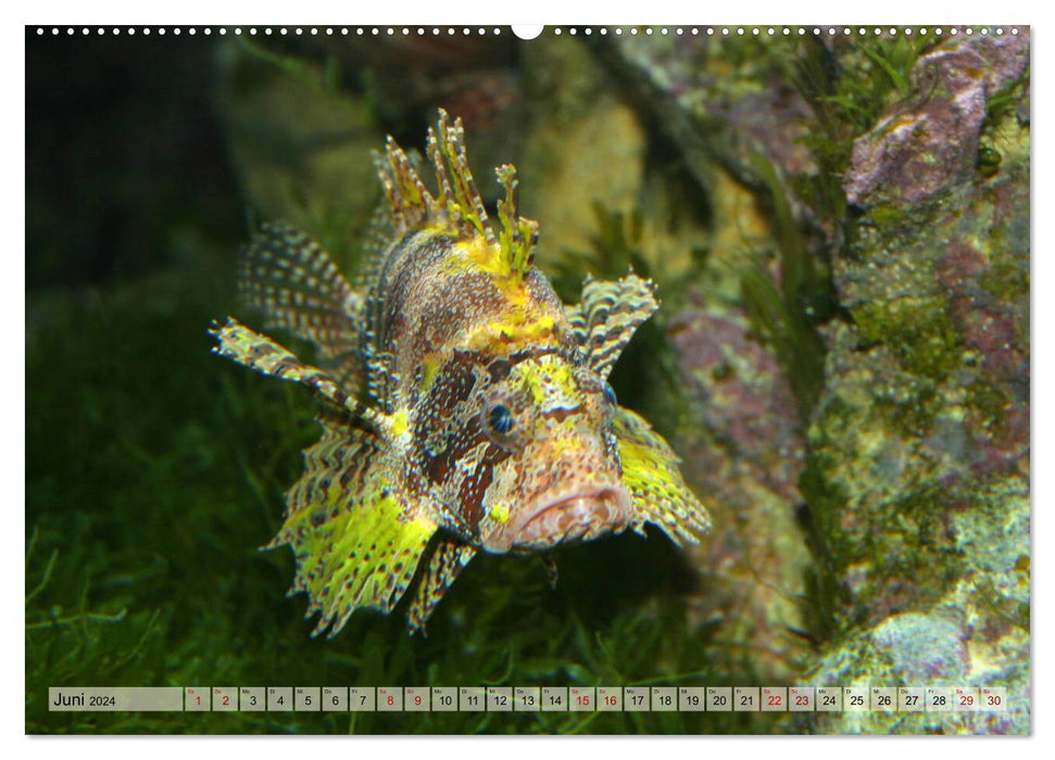 Poisson-lion – Beautés vénéneuses des mers (Calvendo Premium Wall Calendar 2024) 