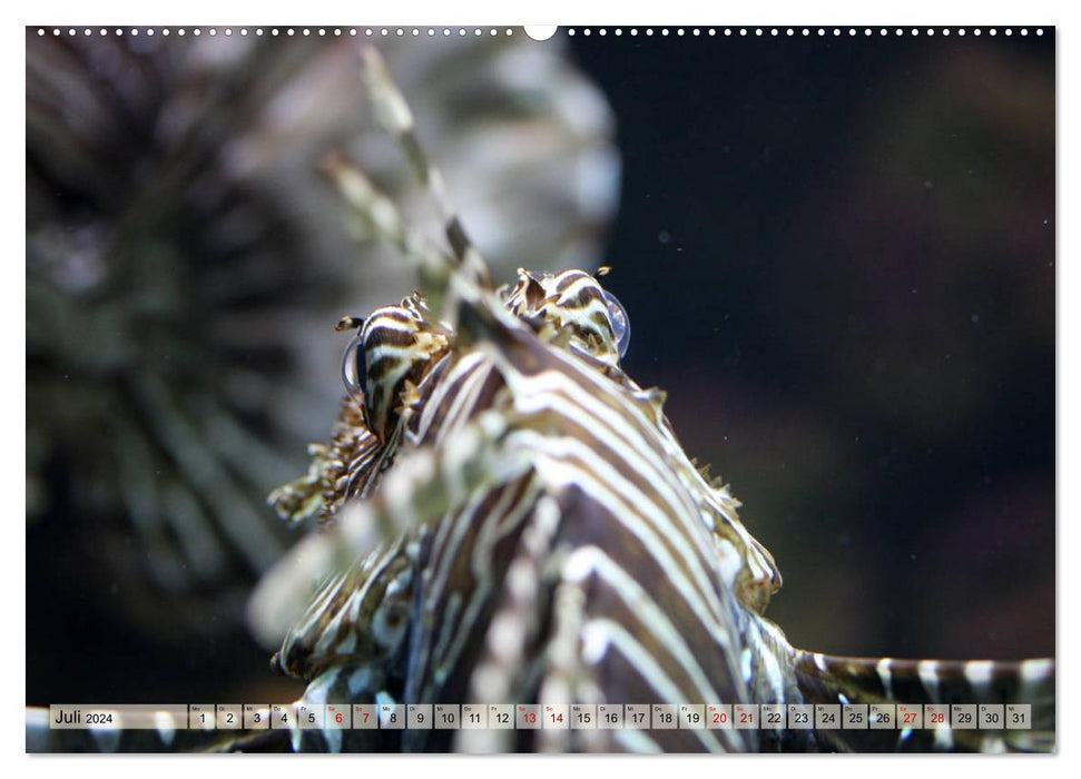 Poisson-lion – Beautés vénéneuses des mers (Calvendo Premium Wall Calendar 2024) 