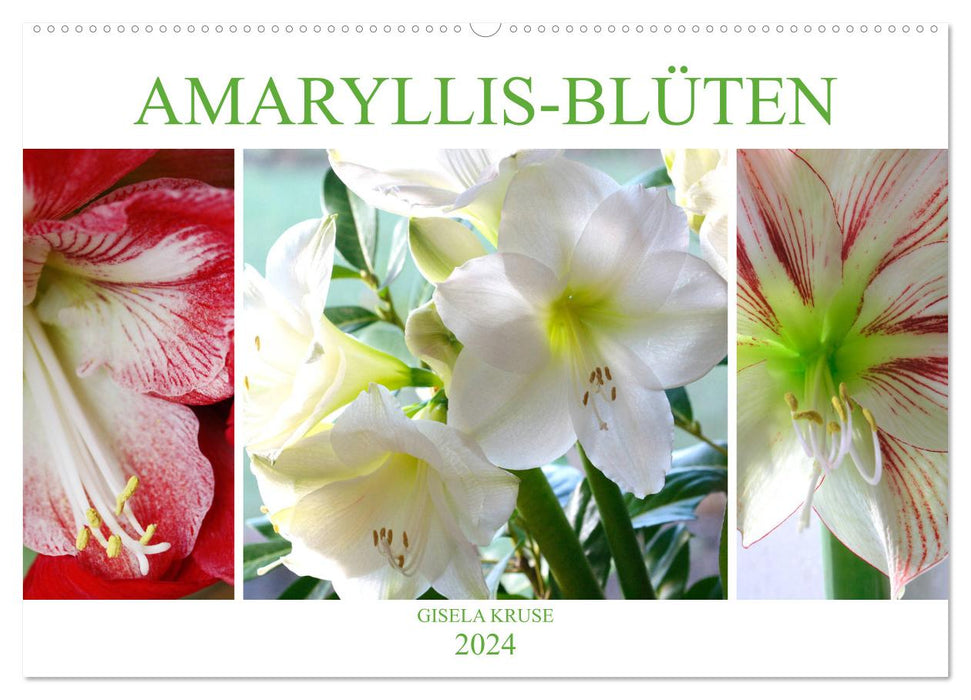 Amaryllis-Blüten (CALVENDO Wandkalender 2024)