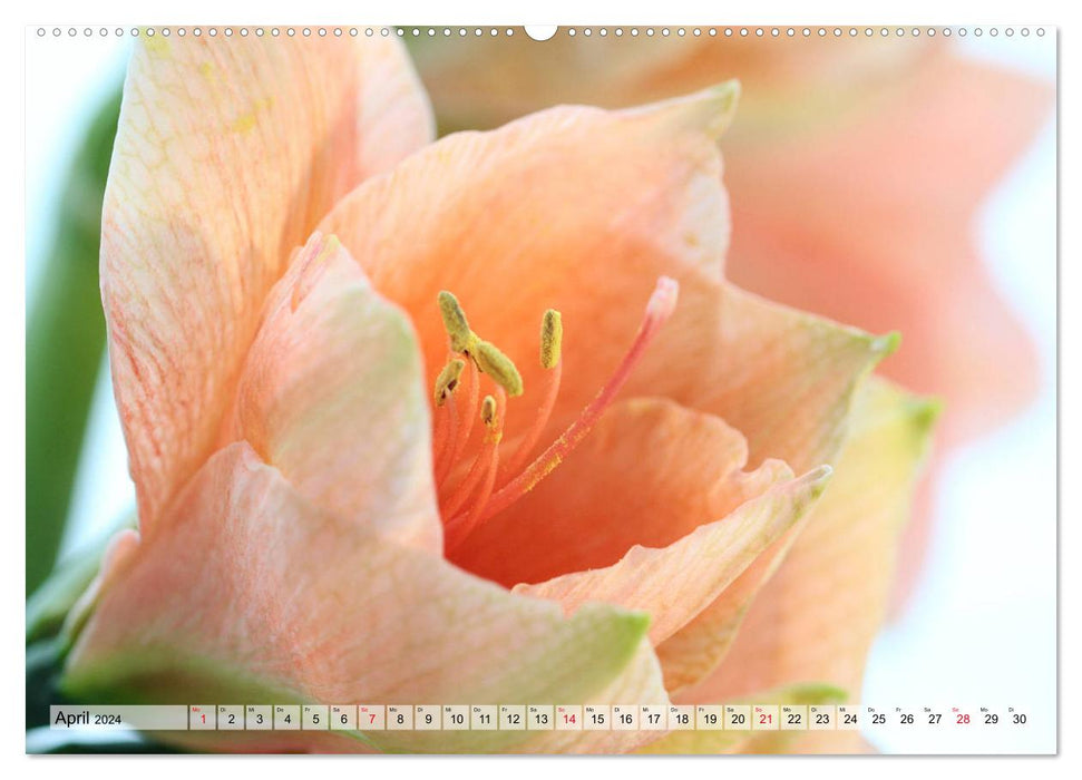Amaryllis-Blüten (CALVENDO Wandkalender 2024)