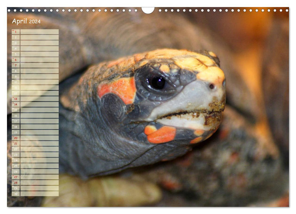 Schildkröten - Gepanzerte Wesen aus Urzeiten (CALVENDO Wandkalender 2024)