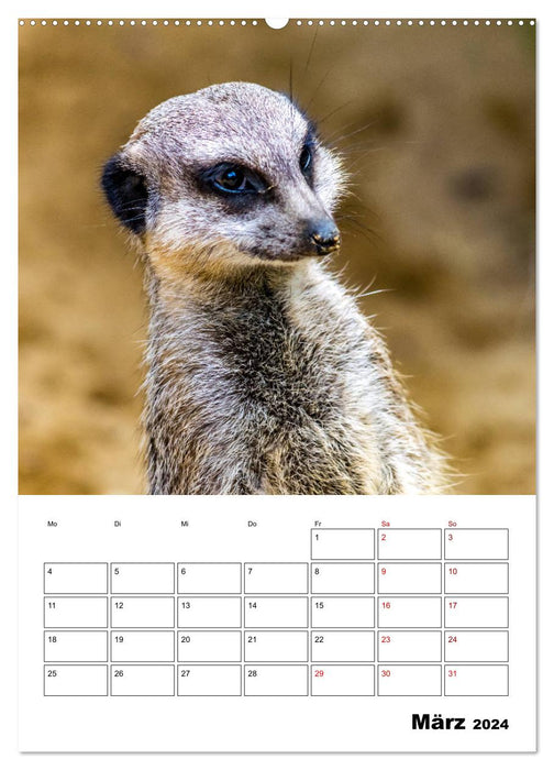 Animaux de la biodiversité (Calendrier mural CALVENDO Premium 2024) 