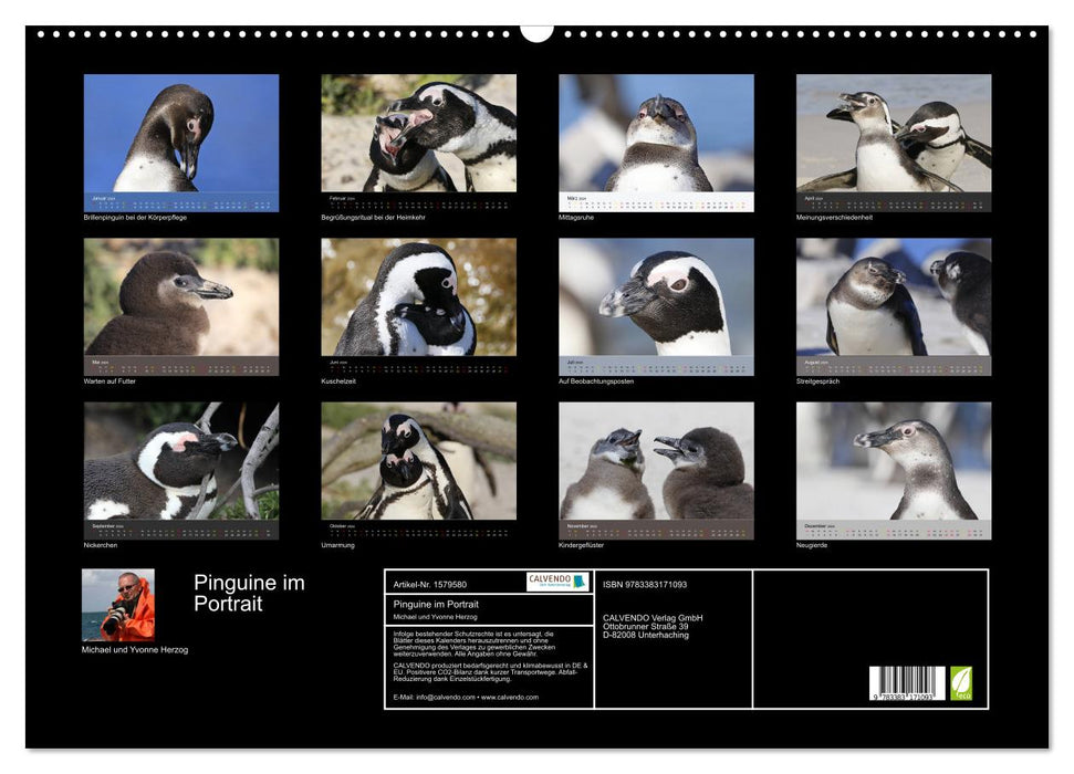 Pinguine im Portrait - Frackträger in Südafrika (CALVENDO Wandkalender 2024)