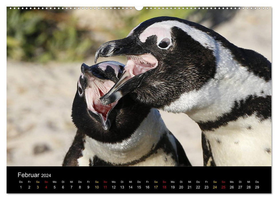 Pingouins en portrait - personnes portant des fracs en Afrique du Sud (calendrier mural CALVENDO 2024) 