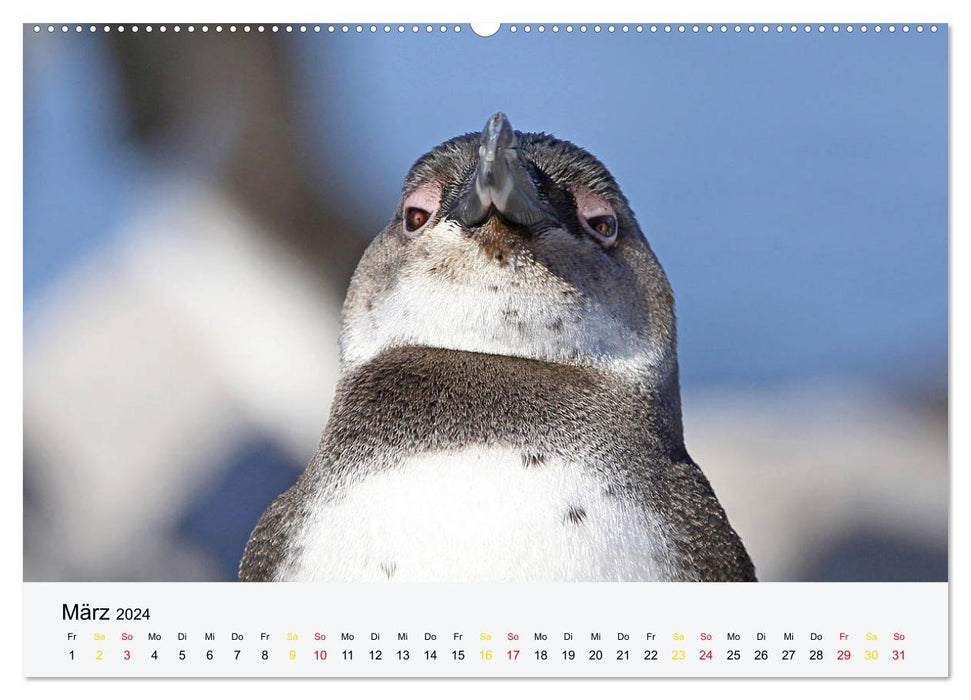 Pingouins en portrait - personnes portant des fracs en Afrique du Sud (calendrier mural CALVENDO 2024) 