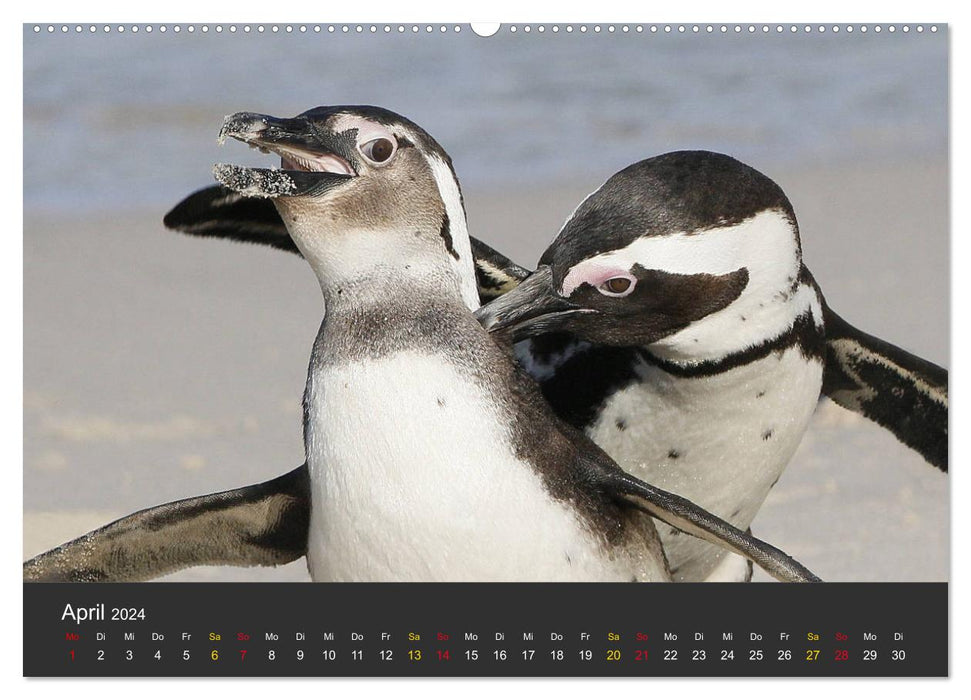 Pingouins en portrait - personnes portant des fracs en Afrique du Sud (calendrier mural CALVENDO 2024) 