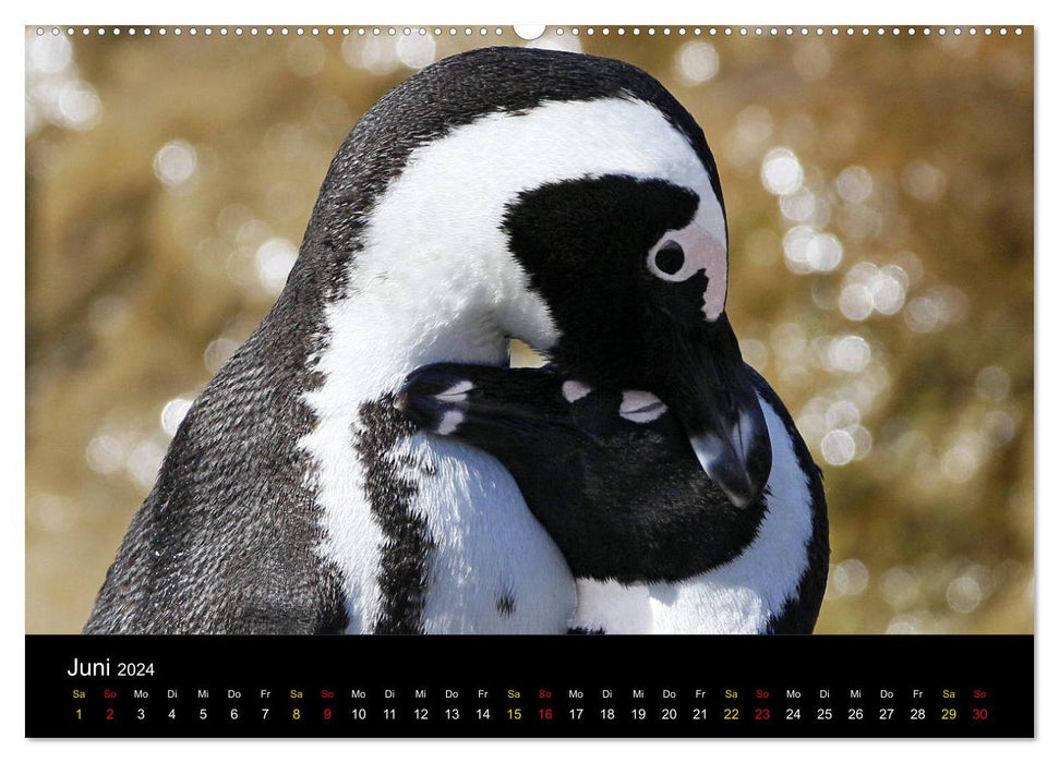 Pingouins en portrait - personnes portant des fracs en Afrique du Sud (calendrier mural CALVENDO 2024) 