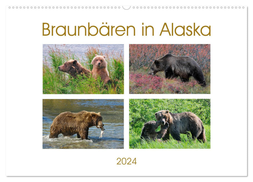 Ours bruns en Alaska (calendrier mural CALVENDO 2024) 
