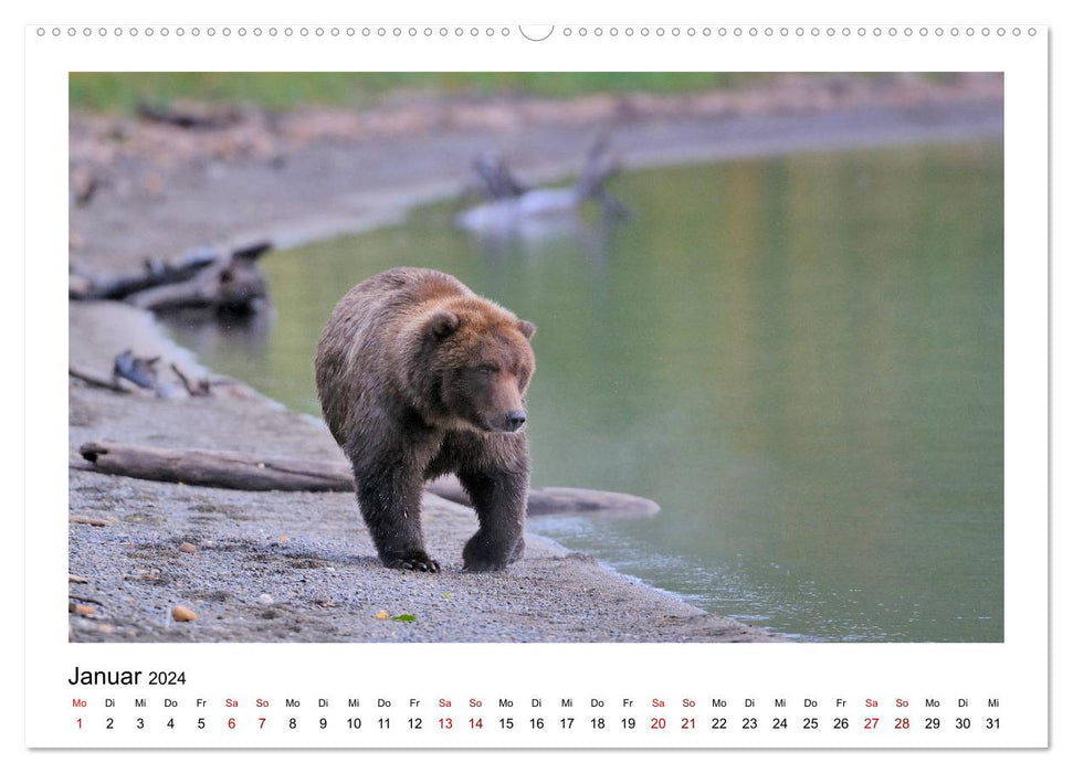 Braunbären in Alaska (CALVENDO Wandkalender 2024)
