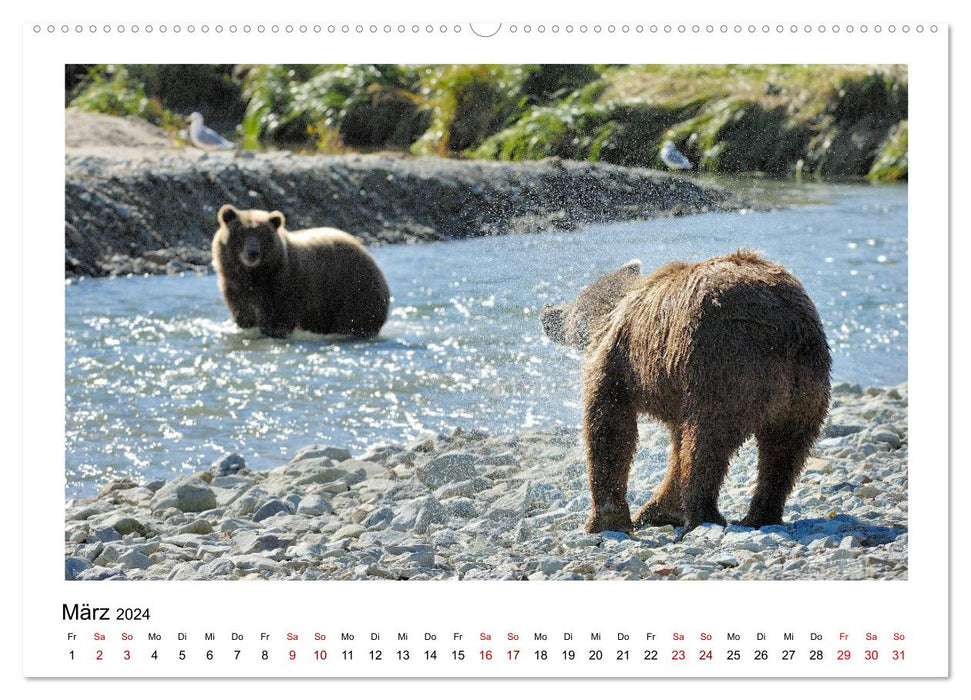 Braunbären in Alaska (CALVENDO Wandkalender 2024)