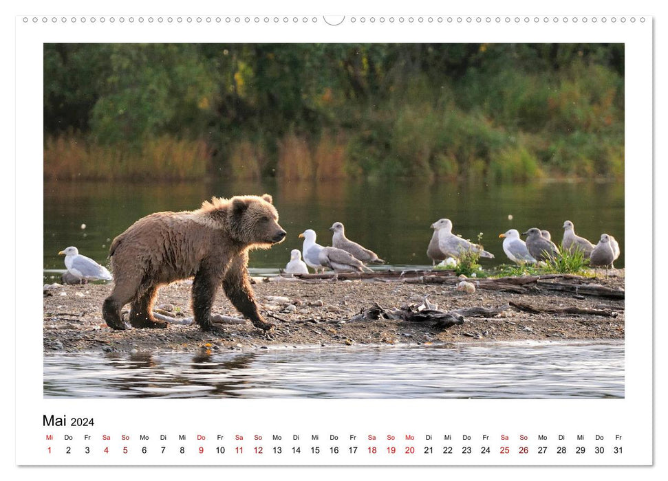 Braunbären in Alaska (CALVENDO Wandkalender 2024)