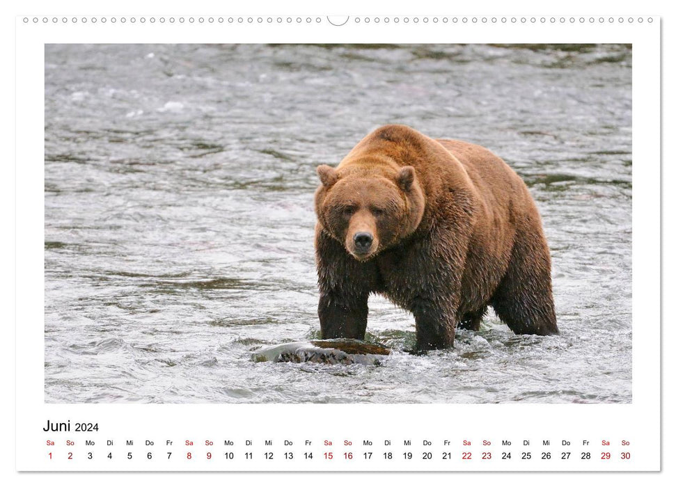 Ours bruns en Alaska (calendrier mural CALVENDO 2024) 