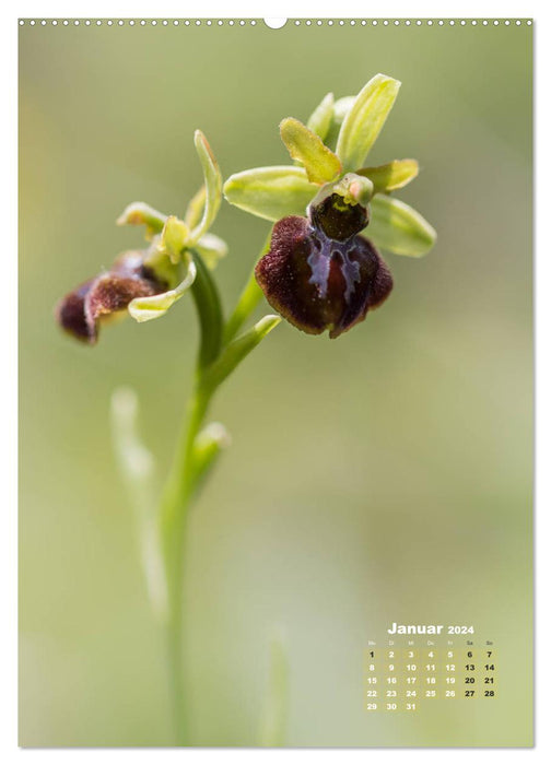 Orchideen in freier Wildbahn (CALVENDO Premium Wandkalender 2024)