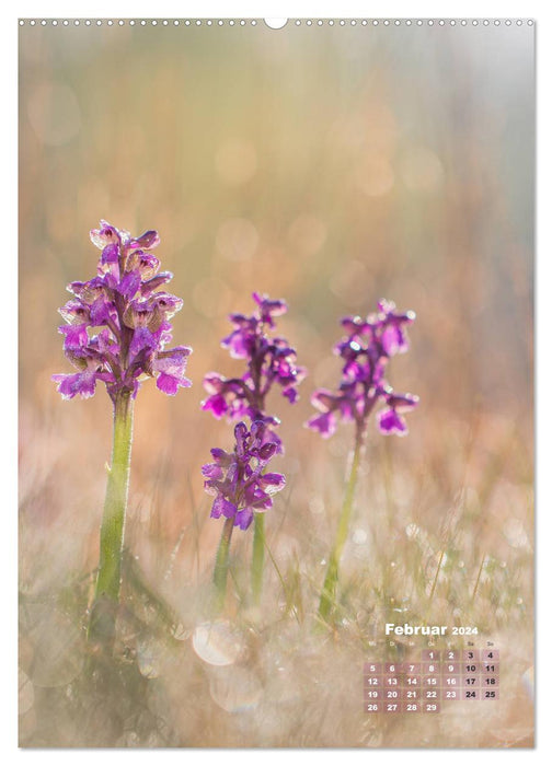 Orchideen in freier Wildbahn (CALVENDO Premium Wandkalender 2024)