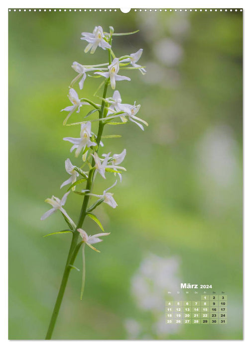 Orchideen in freier Wildbahn (CALVENDO Premium Wandkalender 2024)