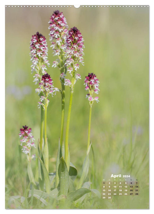 Orchideen in freier Wildbahn (CALVENDO Premium Wandkalender 2024)