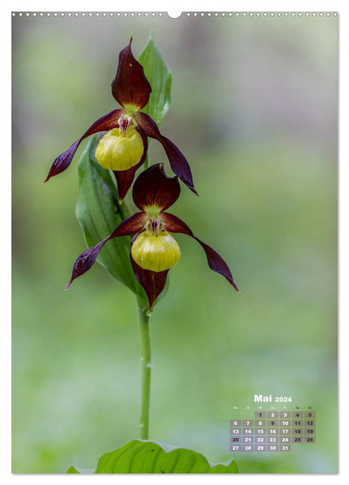 Orchideen in freier Wildbahn (CALVENDO Premium Wandkalender 2024)