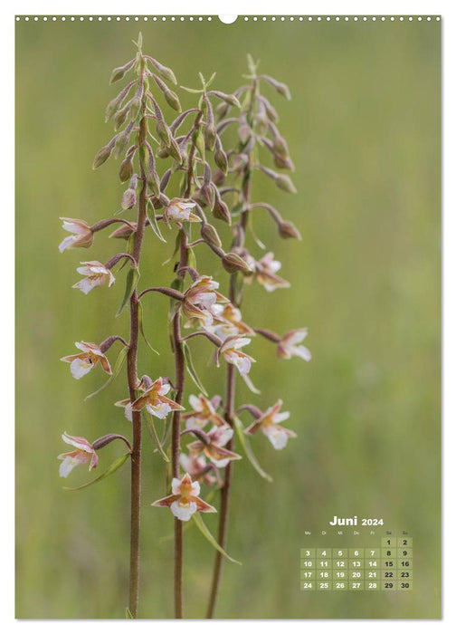 Orchideen in freier Wildbahn (CALVENDO Premium Wandkalender 2024)