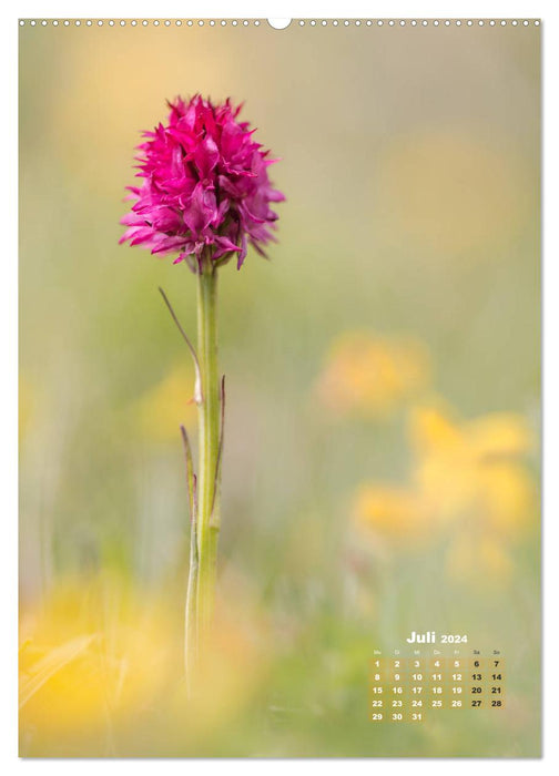 Orchideen in freier Wildbahn (CALVENDO Premium Wandkalender 2024)