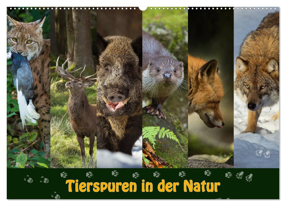 Traces d'animaux dans la nature (Calendrier mural CALVENDO 2024) 