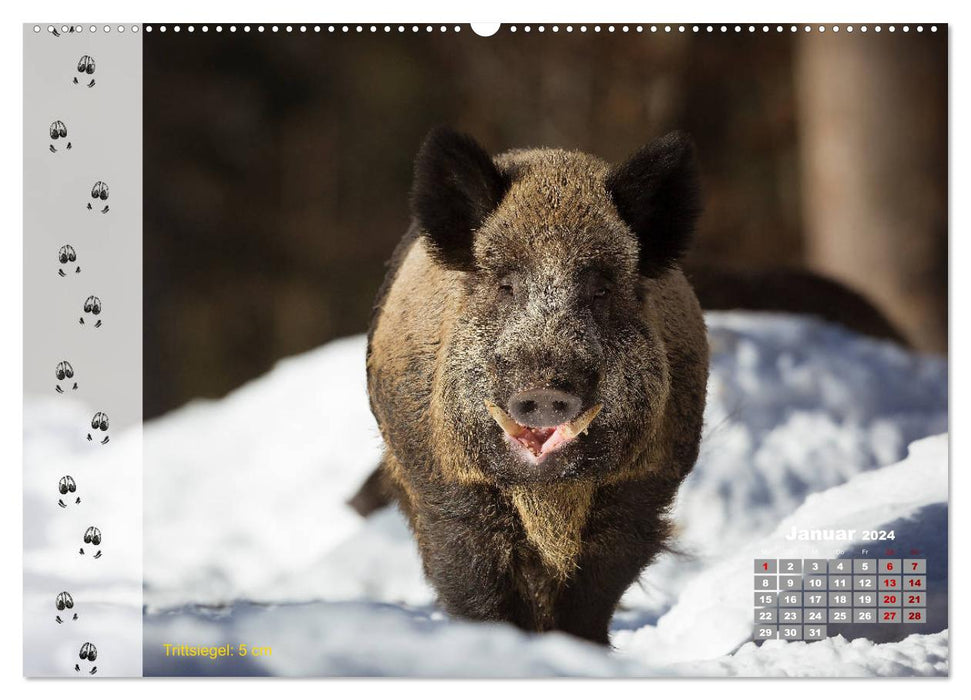 Tierspuren in der Natur (CALVENDO Wandkalender 2024)