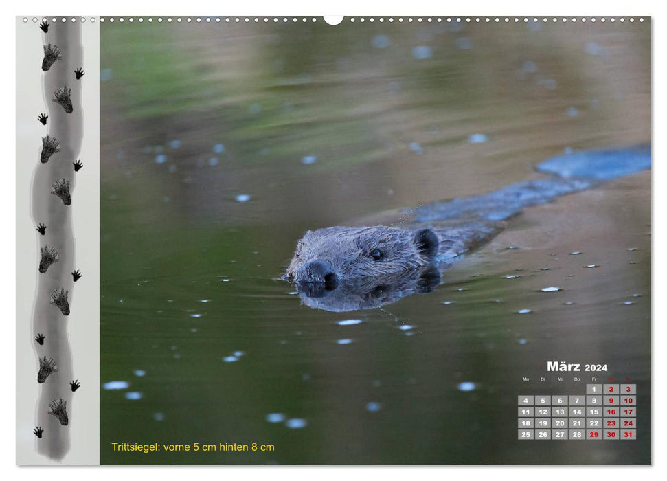 Tierspuren in der Natur (CALVENDO Wandkalender 2024)