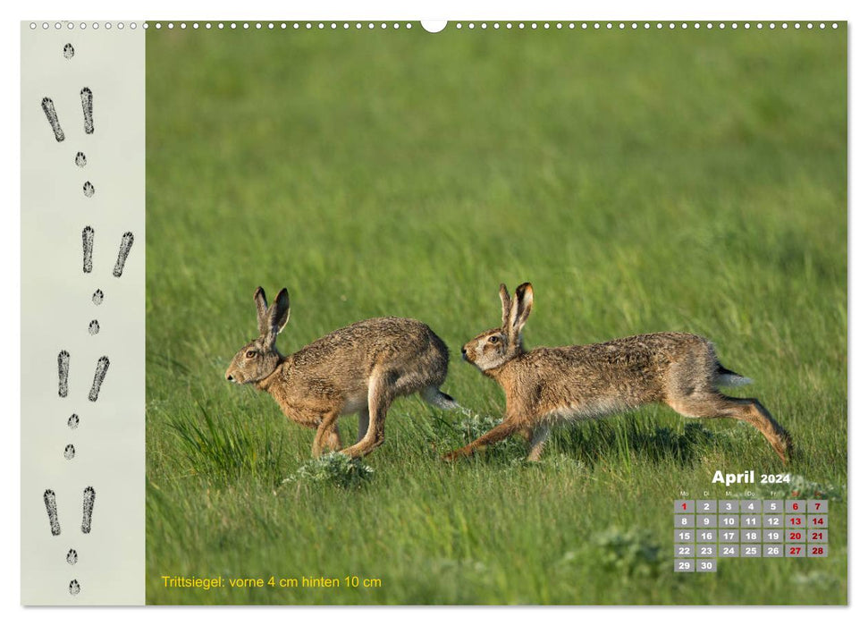 Traces d'animaux dans la nature (Calendrier mural CALVENDO 2024) 