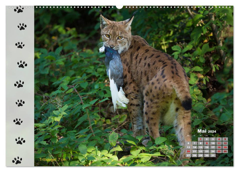 Traces d'animaux dans la nature (Calendrier mural CALVENDO 2024) 