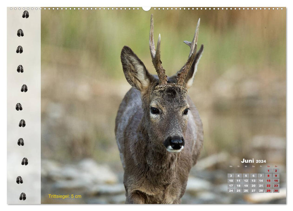 Tierspuren in der Natur (CALVENDO Wandkalender 2024)