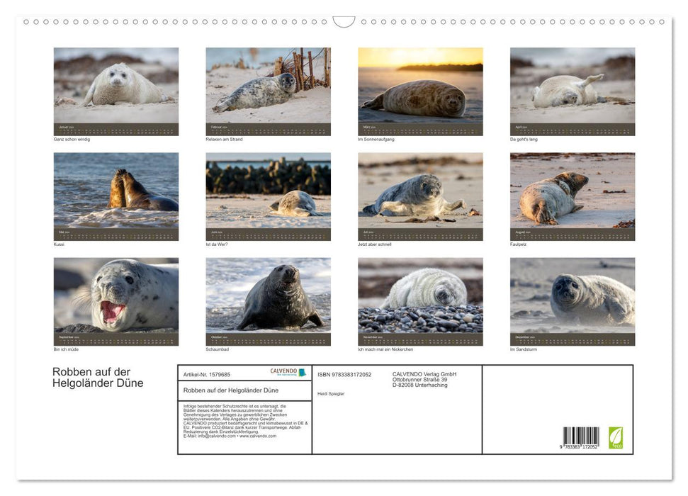 Robben auf der Helgoländer Düne (CALVENDO Wandkalender 2024)