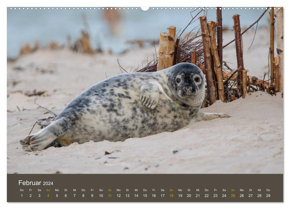 Sceaux sur la dune de Helgoland (calendrier mural CALVENDO 2024) 