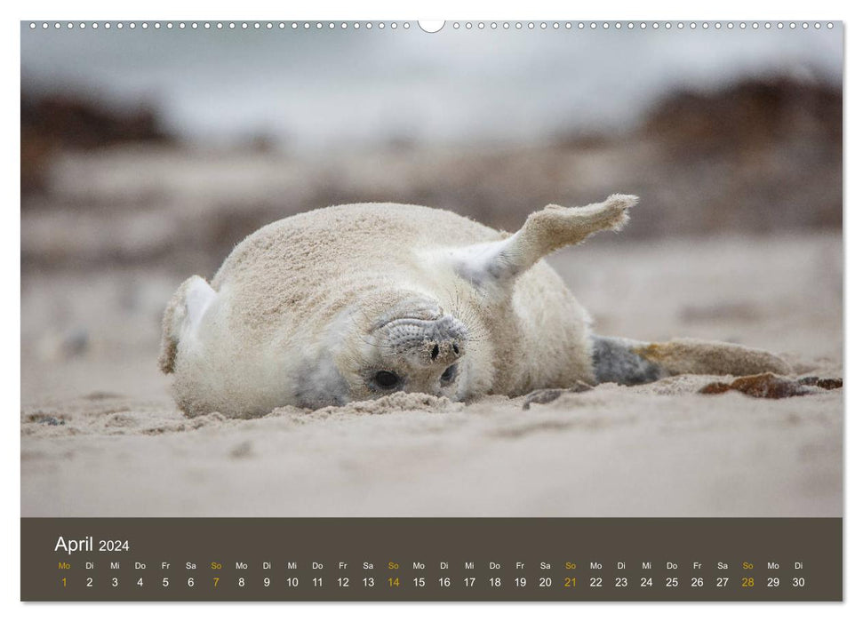 Sceaux sur la dune de Helgoland (calendrier mural CALVENDO 2024) 