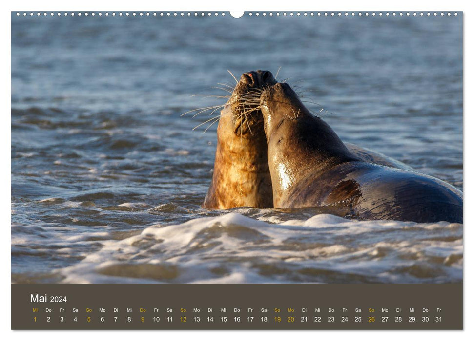 Sceaux sur la dune de Helgoland (calendrier mural CALVENDO 2024) 