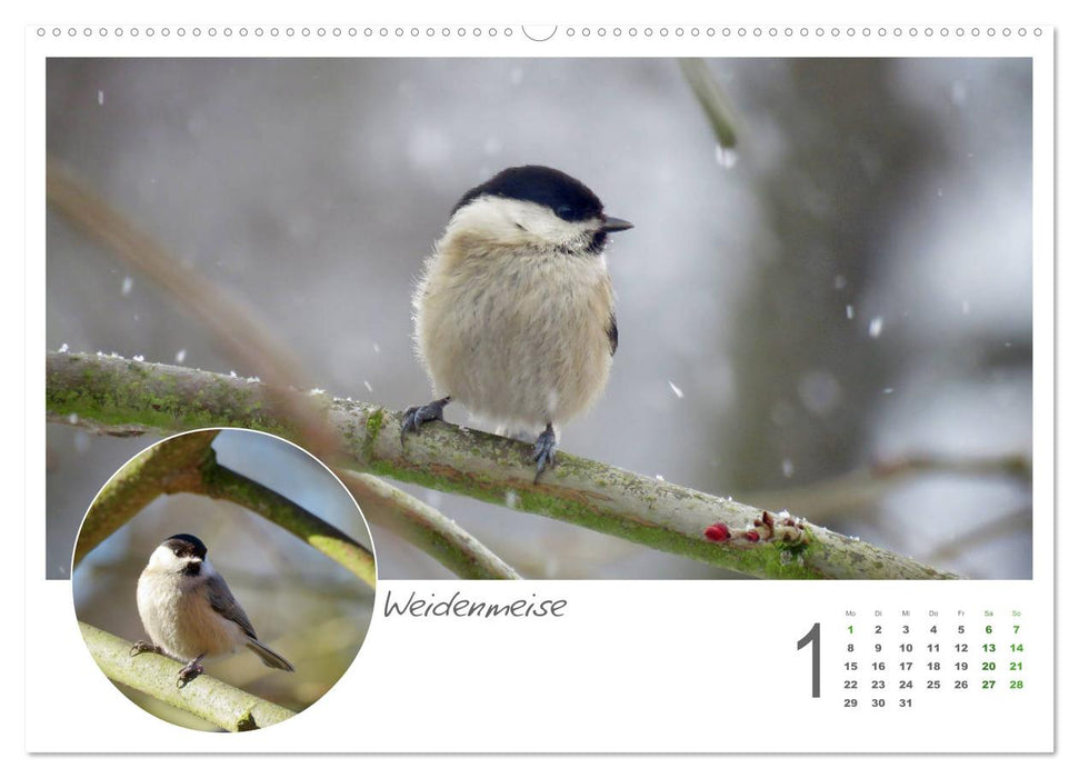 Invités du jardin à plumes (Calendrier mural CALVENDO 2024) 