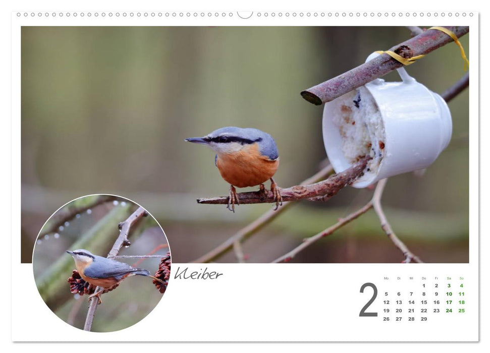 Invités du jardin à plumes (Calendrier mural CALVENDO 2024) 