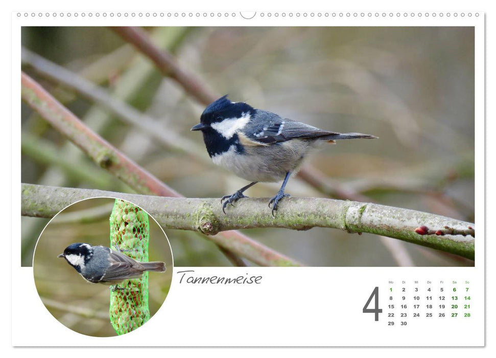 Invités du jardin à plumes (Calendrier mural CALVENDO 2024) 