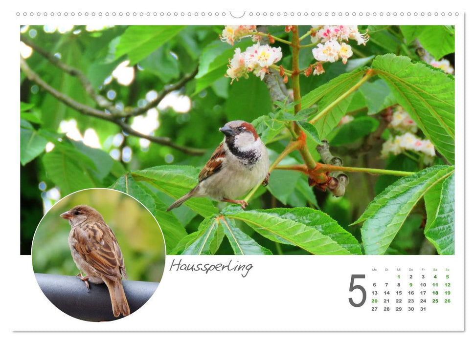 Invités du jardin à plumes (Calendrier mural CALVENDO 2024) 