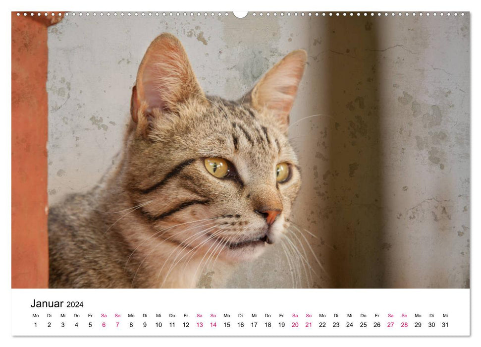 Année du chat 2024 (Calvendo Premium Calendrier mural 2024) 