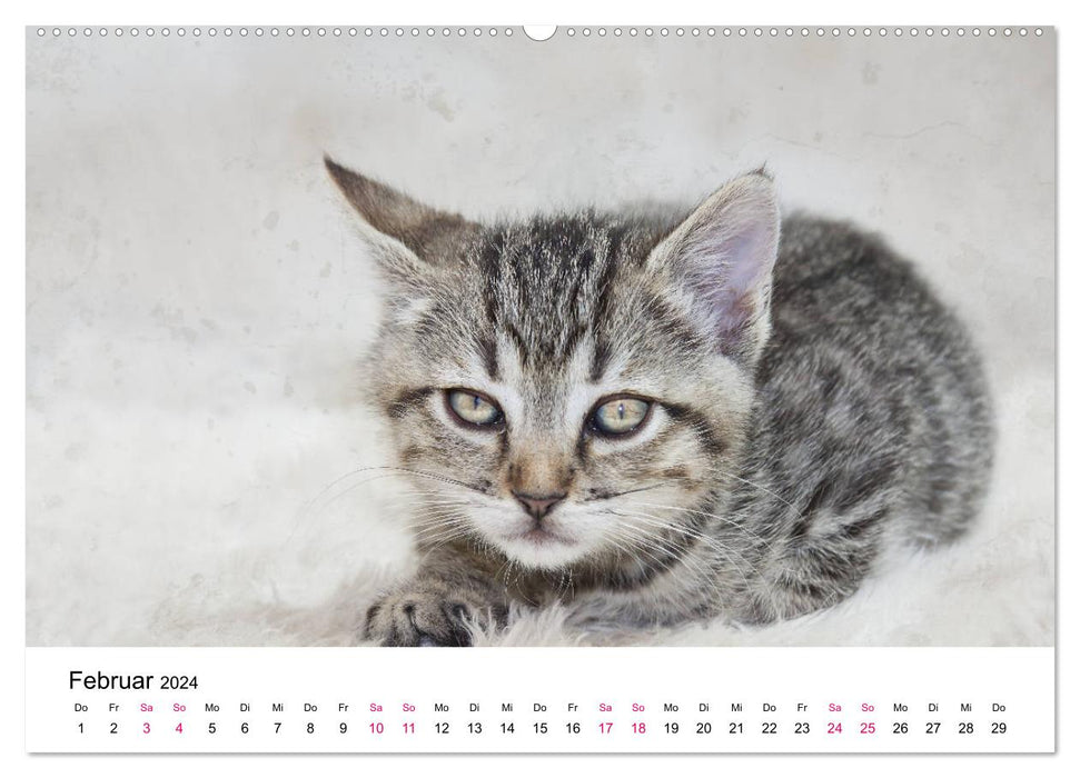 Katzenjahr 2024 (CALVENDO Premium Wandkalender 2024)