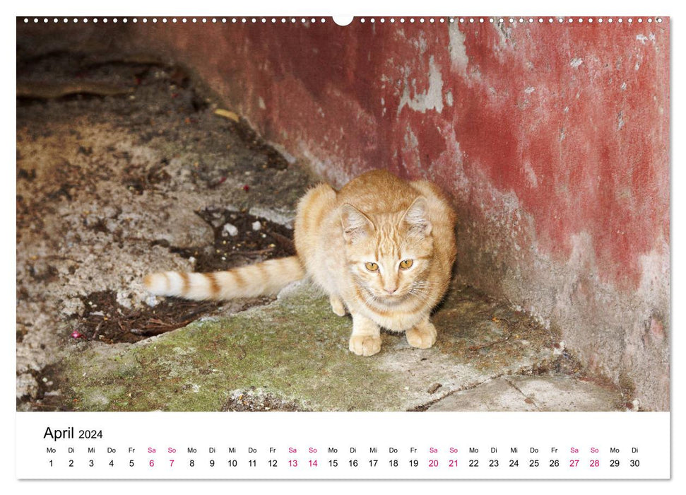 Katzenjahr 2024 (CALVENDO Premium Wandkalender 2024)