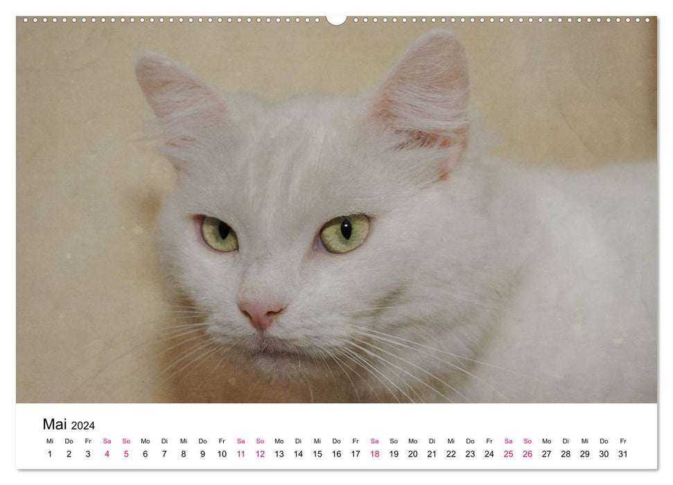 Année du chat 2024 (Calvendo Premium Calendrier mural 2024) 