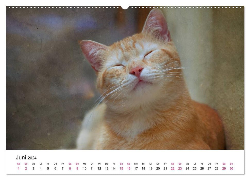 Année du chat 2024 (Calvendo Premium Calendrier mural 2024) 