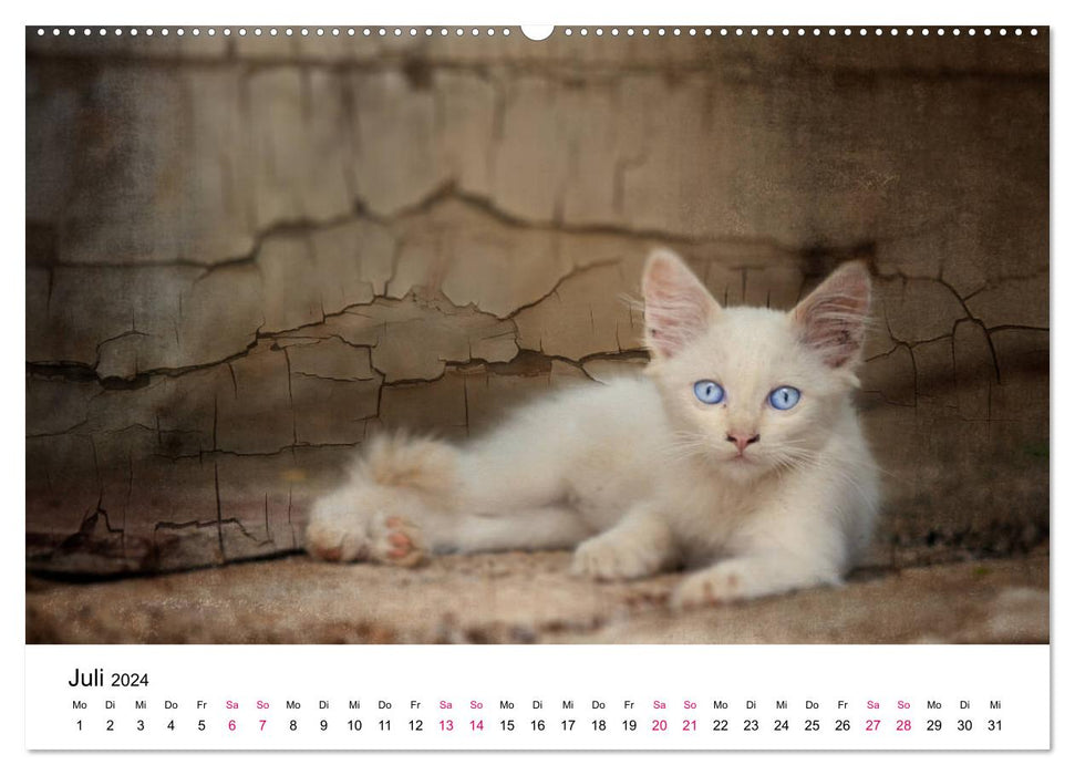 Katzenjahr 2024 (CALVENDO Premium Wandkalender 2024)