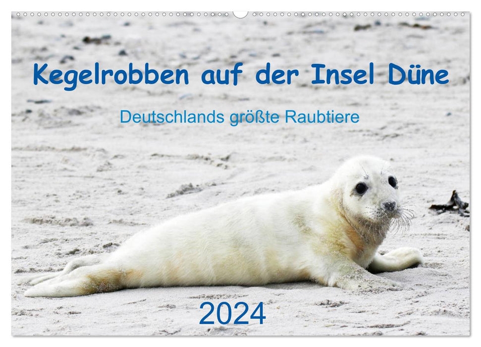 Kegelrobben auf der Insel Düne (CALVENDO Wandkalender 2024)