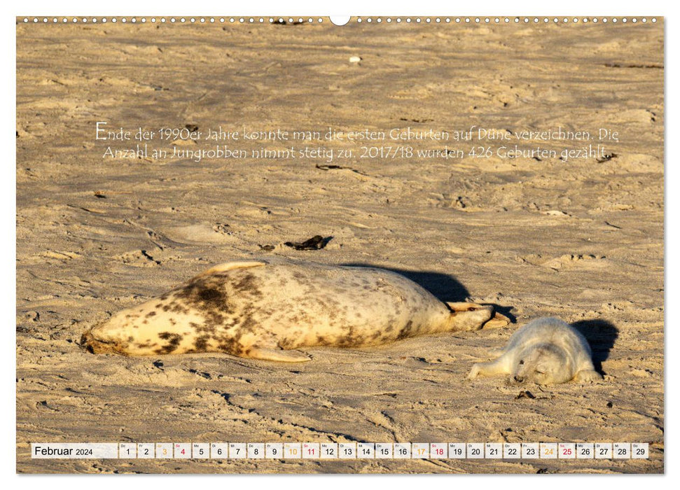 Phoques gris sur l'île de Dune (Calendrier mural CALVENDO 2024) 