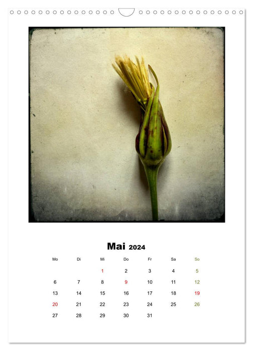 Pflanzenportraits FineArt Fotografie Daniela Weber (CALVENDO Wandkalender 2024)